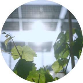 Agri-pv